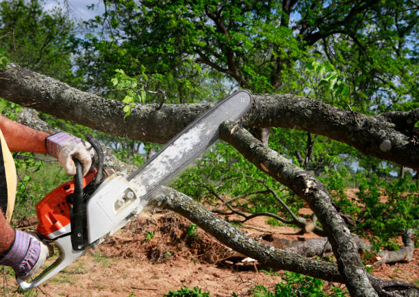 Best Lawn Maintenance Plans  in Perham, MN